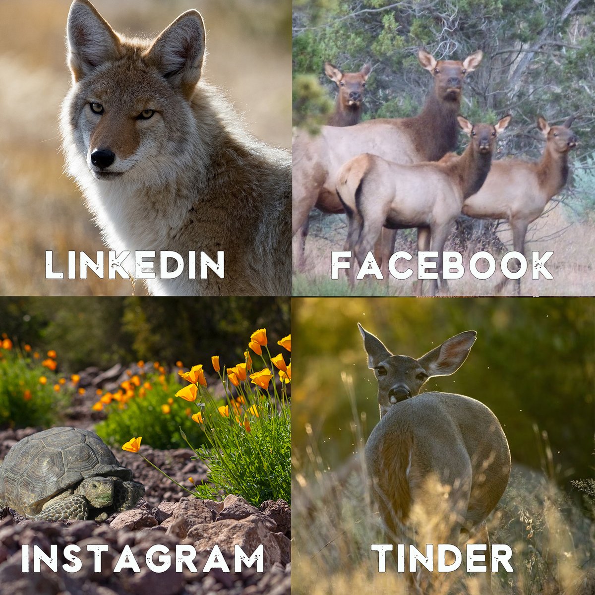 AZStateParks's tweet photo. Arizona can do it all! #dollypartonchallenge https://t.co/u6d4giONr1