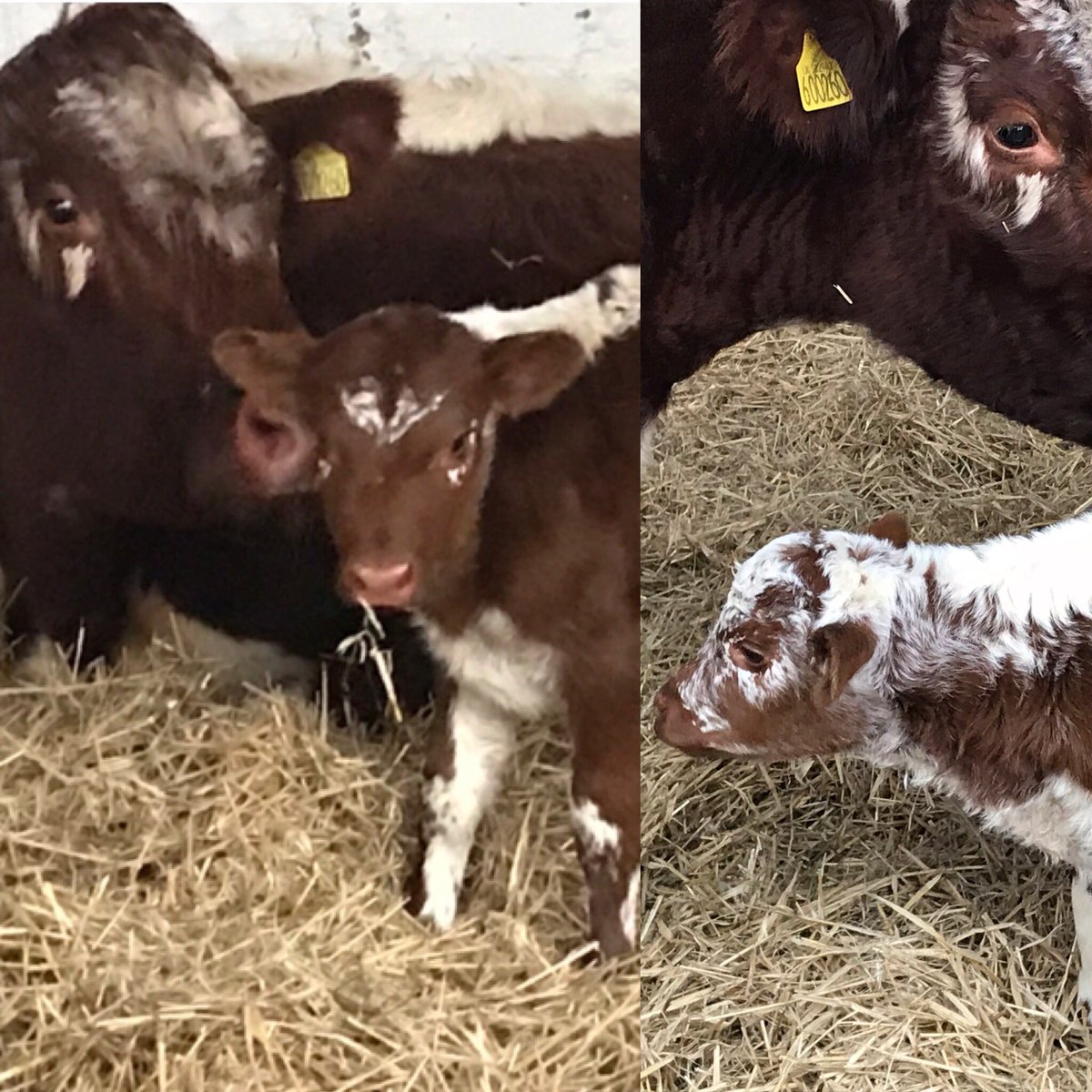 CroxtethFarm's tweet photo. It’s twins!! These beautiful Irish moiled sisters were born yesterday, visit them this weekend while one child goes free for every adult, offer ends 31st January. You can also suggest their names for a chance to win a family ticket to use from Feb! #farm #irishmoiled #rarebreeds https://t.co/IQwcsV7AT5