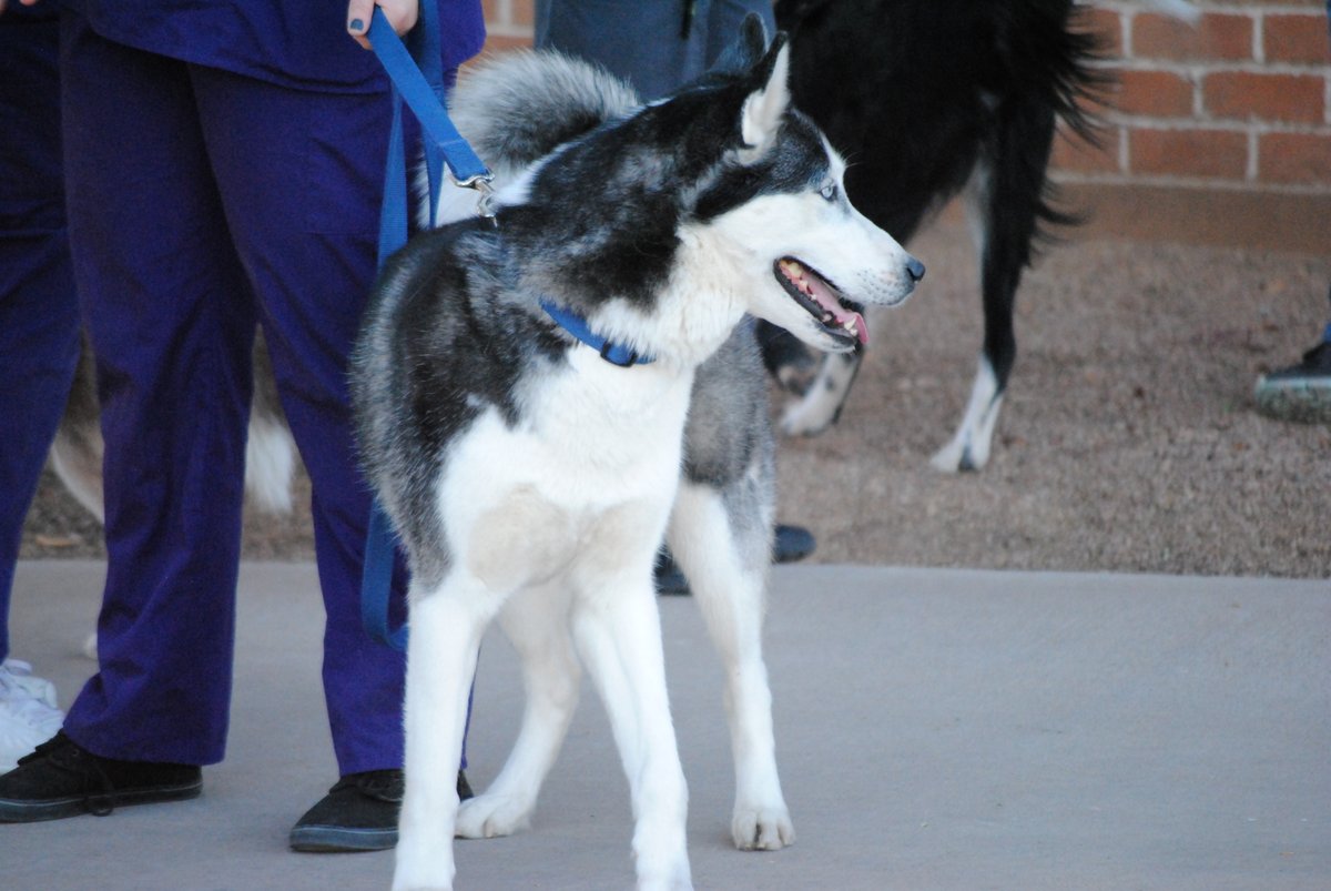 EVITnews's tweet photo. #EVIT #Veterinary Assistant students & instructors will have animals on display, including adoptable #dogs from Desert Harbor Doberman rescue, exotic birds from Arizona Bird store.
More info: https://t.co/dHiMNa1zHO
#EastValley #Animals #Events #EVITFriends #WeAreEVIT https://t.co/1ElwWoyZWL