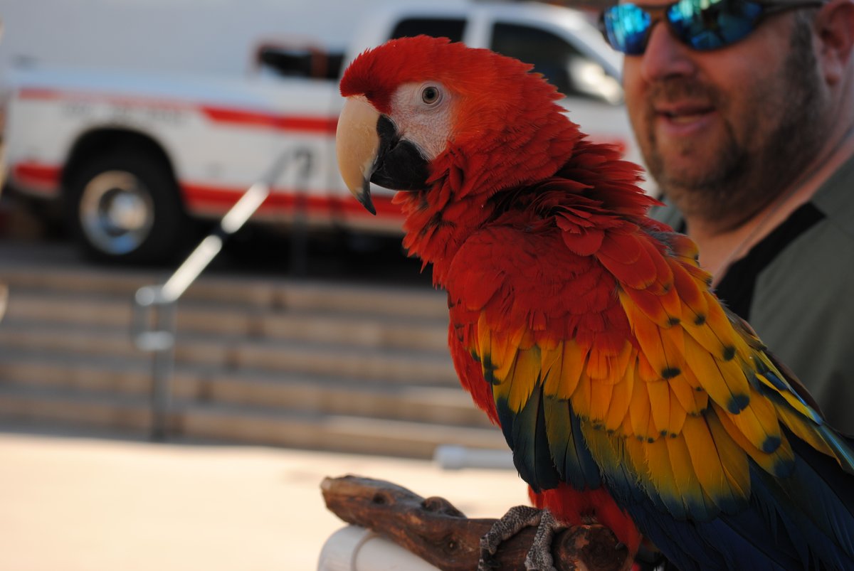 EVITnews's tweet photo. #EVIT #Veterinary Assistant students & instructors will have animals on display, including adoptable #dogs from Desert Harbor Doberman rescue, exotic birds from Arizona Bird store.
More info: https://t.co/dHiMNa1zHO
#EastValley #Animals #Events #EVITFriends #WeAreEVIT https://t.co/1ElwWoyZWL
