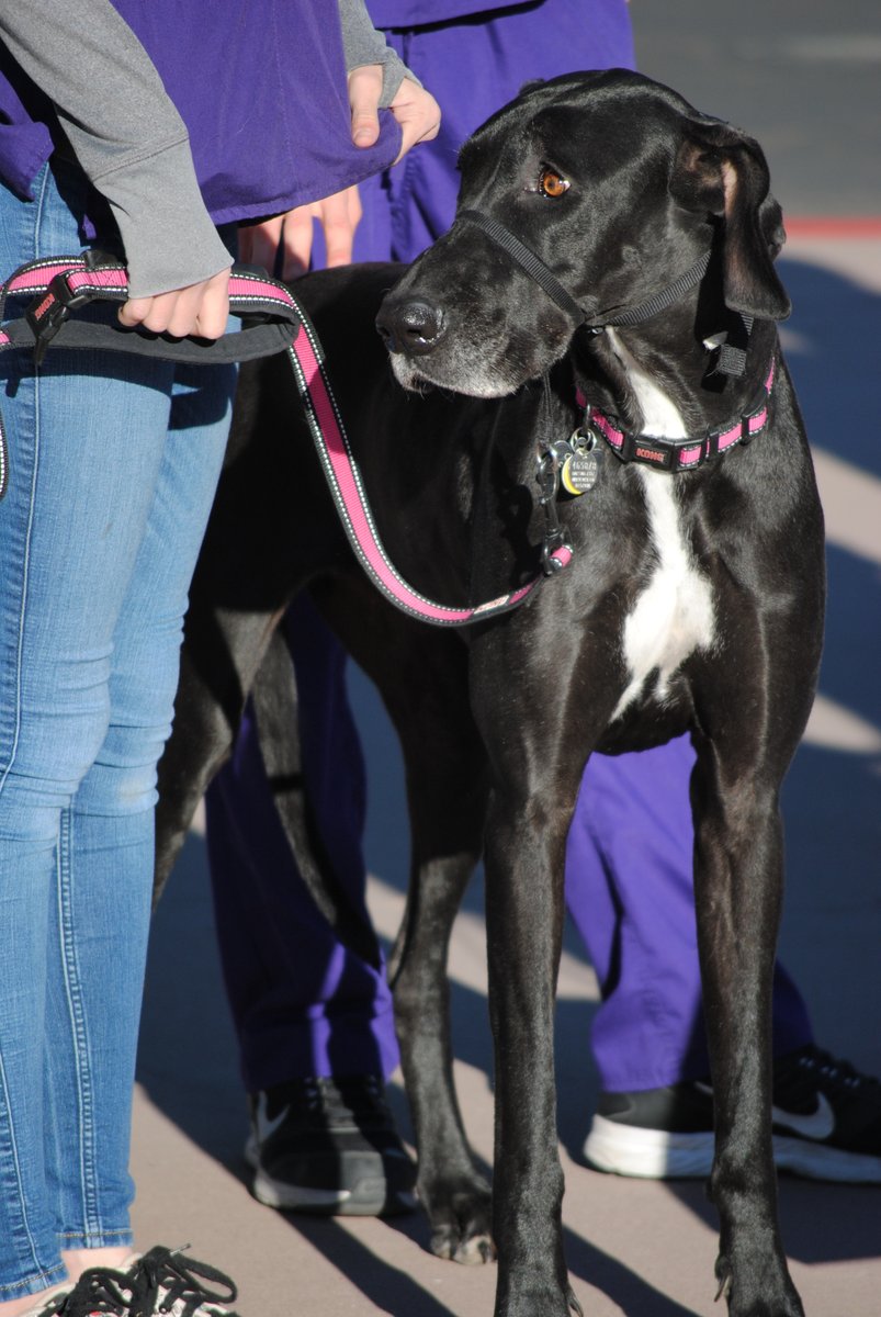 EVITnews's tweet photo. #EVIT #Veterinary Assistant students & instructors will have animals on display, including adoptable #dogs from Desert Harbor Doberman rescue, exotic birds from Arizona Bird store.
More info: https://t.co/dHiMNa1zHO
#EastValley #Animals #Events #EVITFriends #WeAreEVIT https://t.co/1ElwWoyZWL