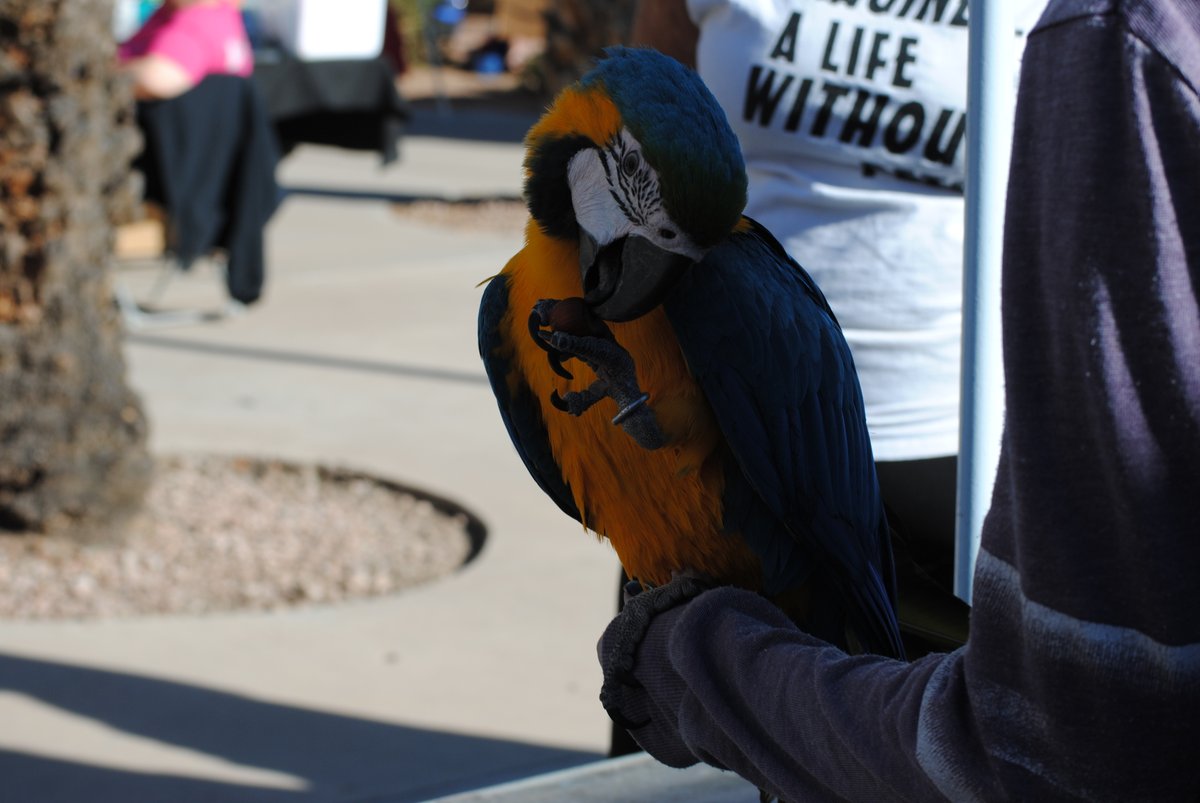 EVITnews's tweet photo. #EVIT #Veterinary Assistant students & instructors will have animals on display, including adoptable #dogs from Desert Harbor Doberman rescue, exotic birds from Arizona Bird store.
More info: https://t.co/dHiMNa1zHO
#EastValley #Animals #Events #EVITFriends #WeAreEVIT https://t.co/1ElwWoyZWL