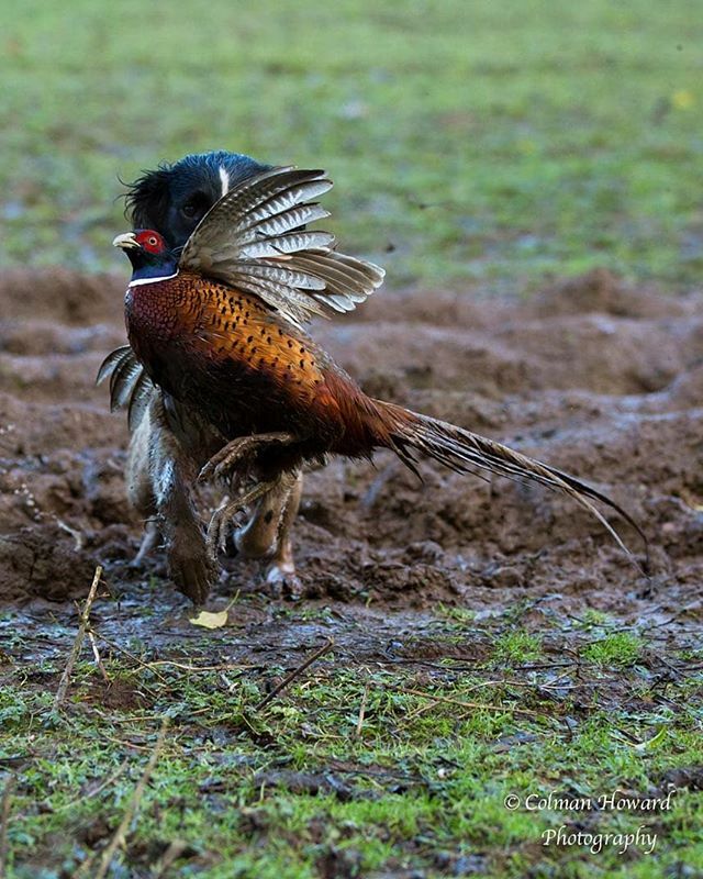 RathcormacGun's tweet photo. A great retrieve on this running pheasant
.
.
.
.
.
.
.
.
hunting #smallgamehunting #woodcock #woodcockhunting #hunting📷 #mygundog
#retriever #springerspaniel #huntingireland #roughshooting #shooting @birddogoftheday #duckflighting #brittanygundog… https://t.co/WCSMH6H8g1 https://t.co/ucwnPR5uoR