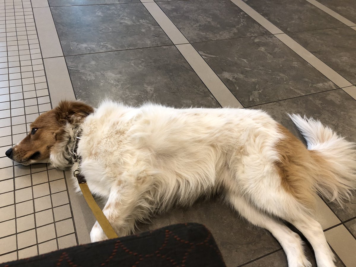 askashlar's tweet photo. This is how I feel about the fact that it’s snowing three weekends in a row #chiberia #chillydog #snowdog https://t.co/6ojzzZMCGJ