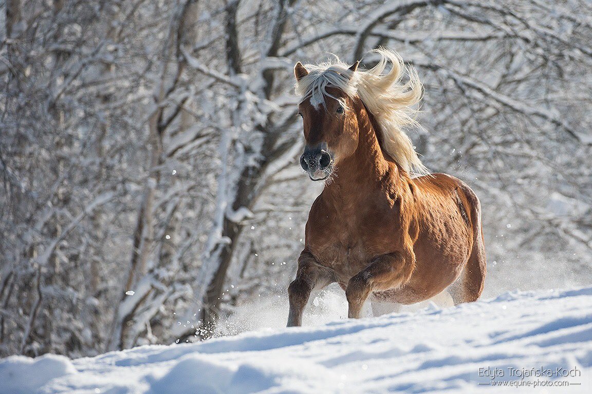 WorldofEquines's tweet photo. Beautiful 💙🐴💙 #Horses https://t.co/3m5dJxQQpv