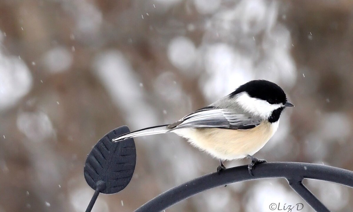 A chickadee is perched on an iron hook, with snow falling on its head and bill.