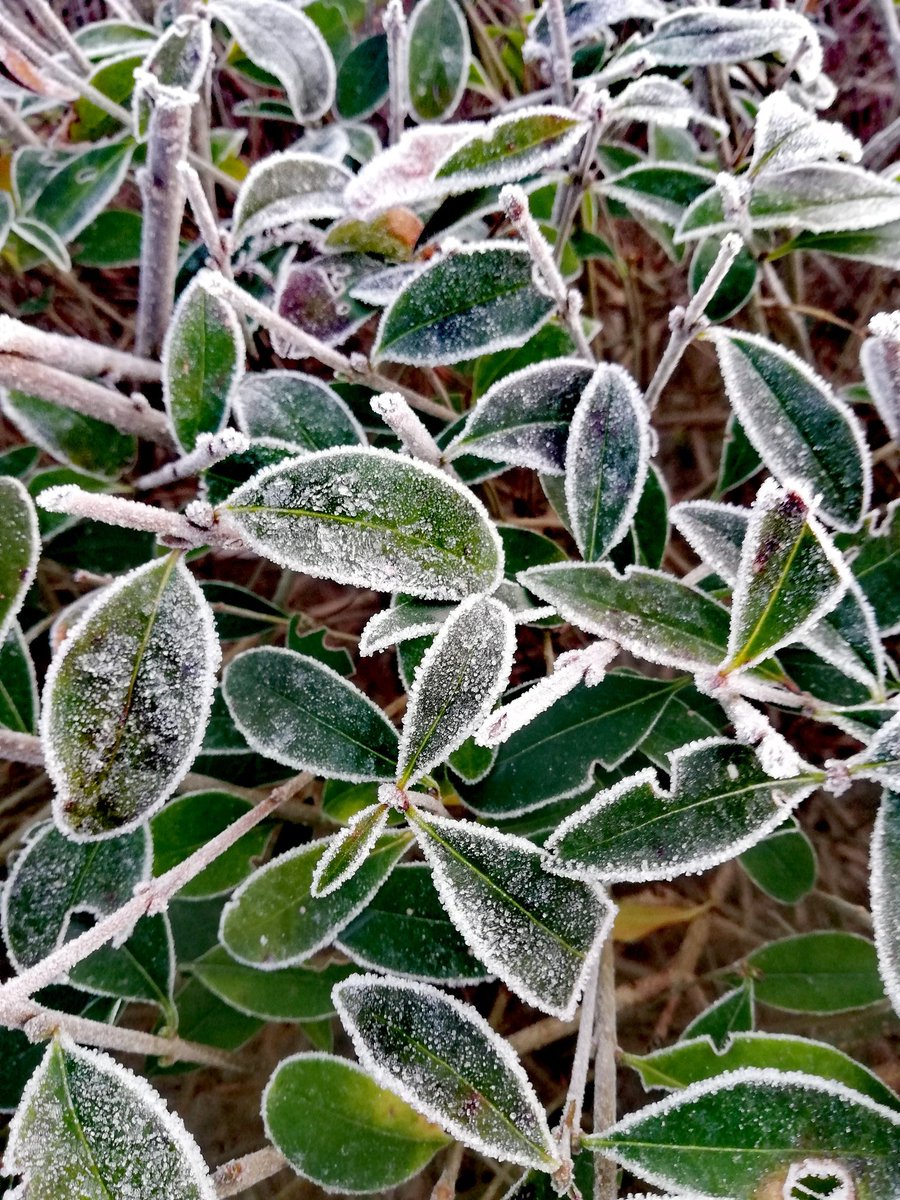 LyceeVert's tweet photo. Profitez du froid hivernal pour profiter des jolis effets du givre sur la biodiversité au lycée 👀 ❄️ #biodiversite #lyceevert #lyceerosaparks #ecolycee #Montgeron #lyceeecoresponsable #jackfrostwashere #cestbeau mais #couvrezvousbienquandmeme 😁 https://t.co/ObtoOGxowF