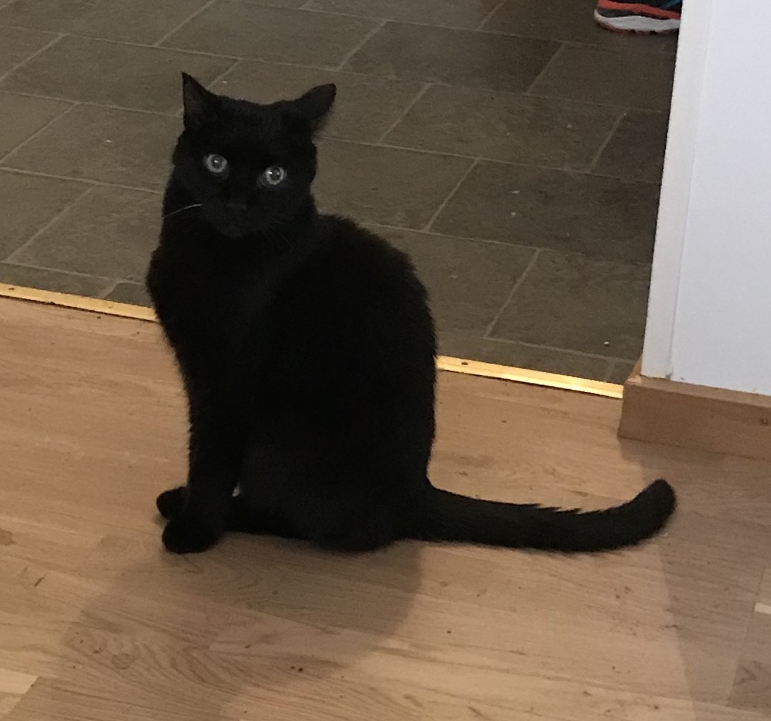 objektivliberal's tweet image. Min älskade katt dog idag😔😕 Hilda RIP