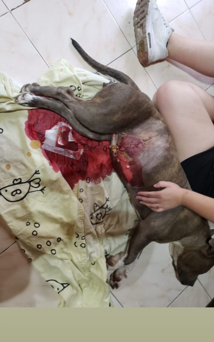 _kenmuller's tweet photo. Hoy mi prima mando a castrar a su perra a la veterinaria de AMENEDO 125 y la atendieron tan mal q la gorda casi se muere desangrada. 
Le tienen que abrir el abdomen porque la hemorragia es interna. 
POR FAVOR COMPARTIR, estos hijos de la mierda juegan con la vida de los animales https://t.co/RsPvk7UPJv