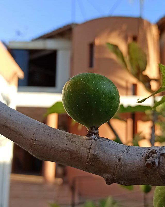 artgenis's tweet photo. Mientras esperaba a mi chica en su clase de música @academiaboheme, justo desde el jardín ¡Clic! ...parece un higo esta fruta.
.
.
#Artgenis #Redminote8Pro #RedmiPhotography #Canon #CanonPhoto #Foto #Photography #Design #Diseño #Art #Arte ##RevistaMirada… https://t.co/6F8QdiMleE https://t.co/Hb6YRuRYHg