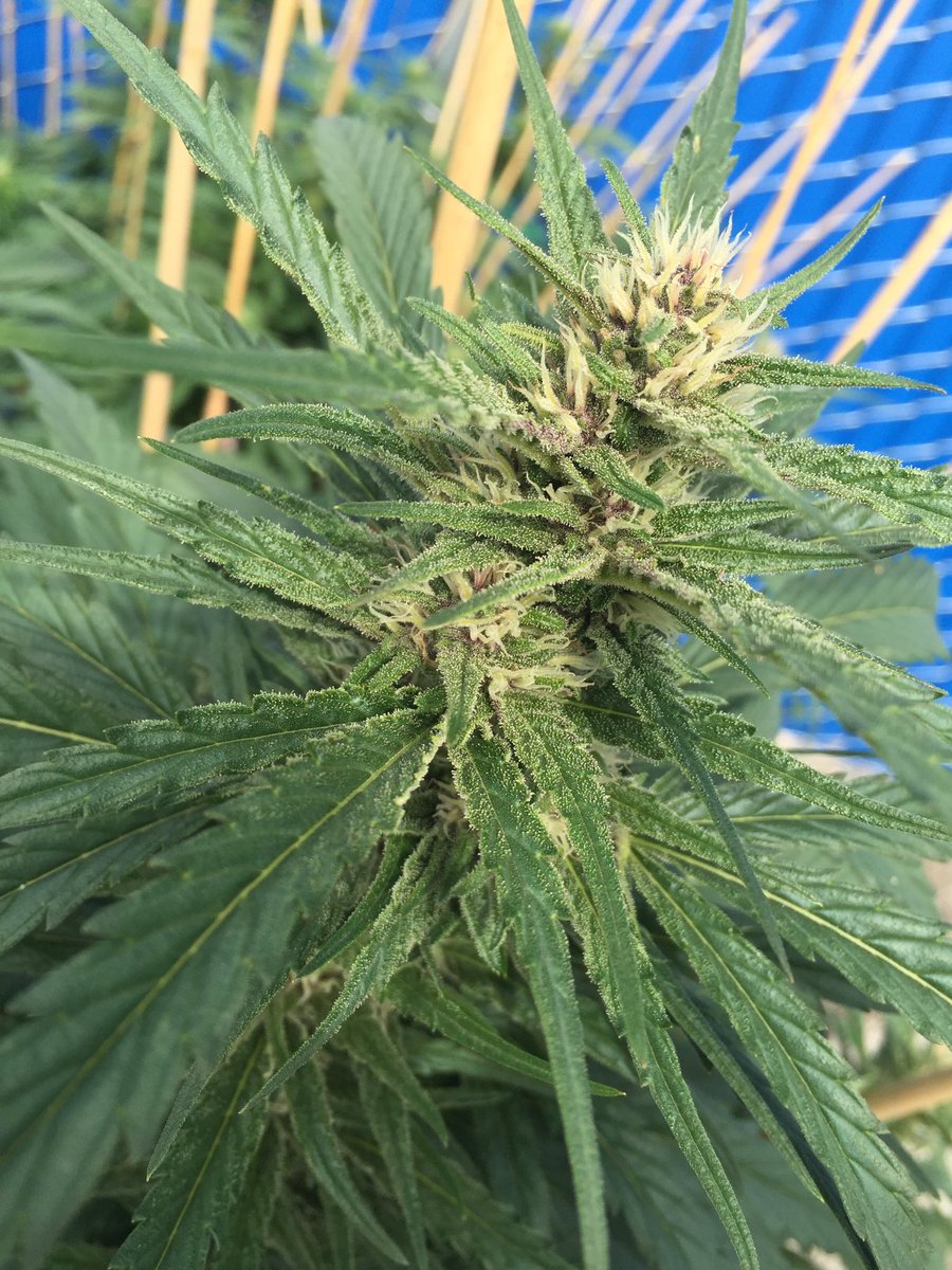 ContenderG's tweet photo. looking like a rainy weekend here in Spokane, but the forecast at Contender Gardens is calling for nothing but clean, green, goodness 24/7, as usual! 
Enjoy your weekend Contenders! You deserve it! ✌🏻💚

#contendergardenscannabis #contendergardens #fadedfriday #fogfriday https://t.co/LfLST8cWwq