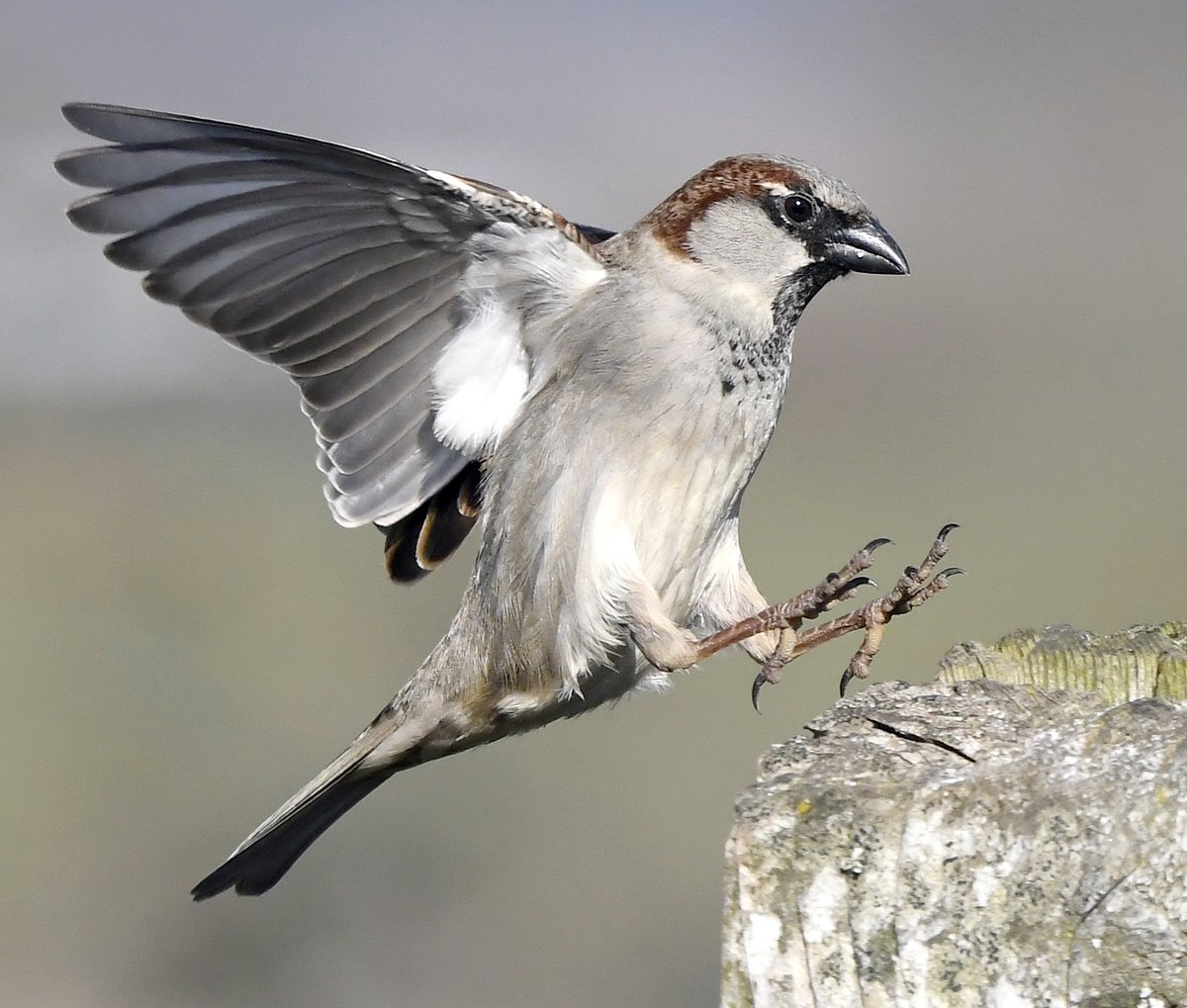5. House Sparrow (Male)  #BigGardenBirdWatch