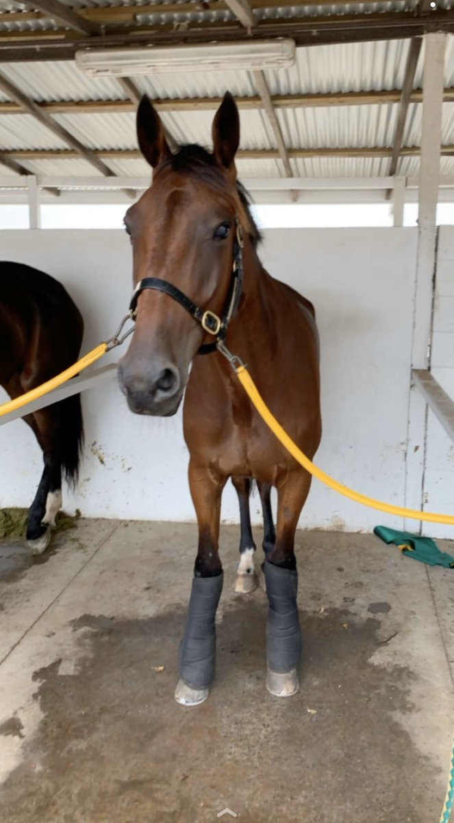 JayJayFarm1's tweet photo. Postal Run broke his maiden status at Bankstown yesterday!🥇

📹 https://t.co/3oLEZaDCy4
@TPMenangle tonight ➡️ https://t.co/DiLynm1H16