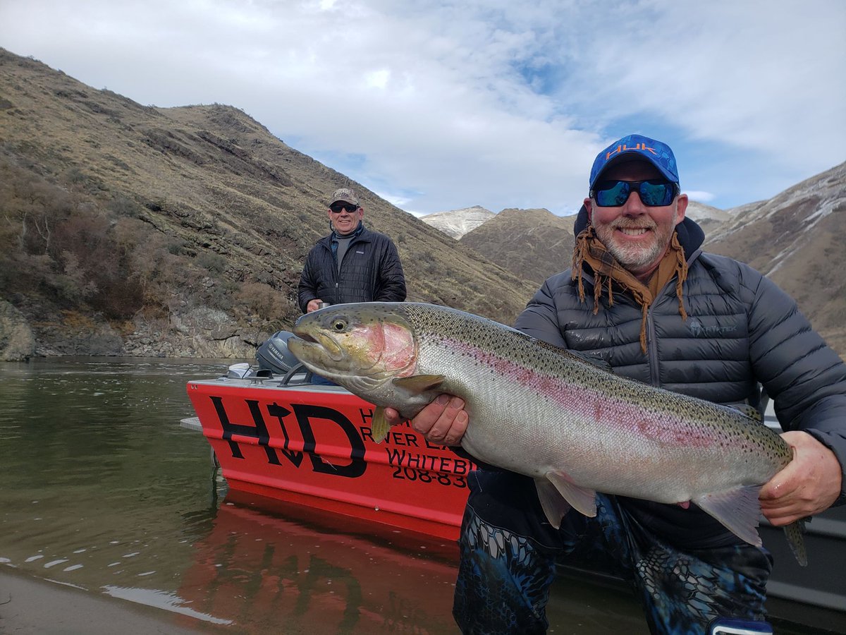 HammerRiver's tweet photo. We landed this MONSTER of a Steelhead, and want to give you all a heads up that NOW is the time to go! Call 208-839-9993 to book! #hammerdown #hdriverexcursions #steeheadfishing #catchingsteelies #chasingfish #idahofishing @FishingFanatic9 https://t.co/ocio1VhNci