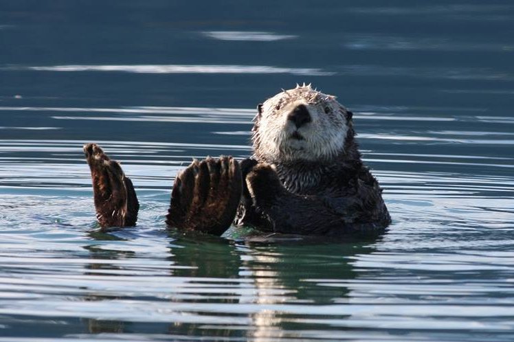 Sea otter floating on its back.