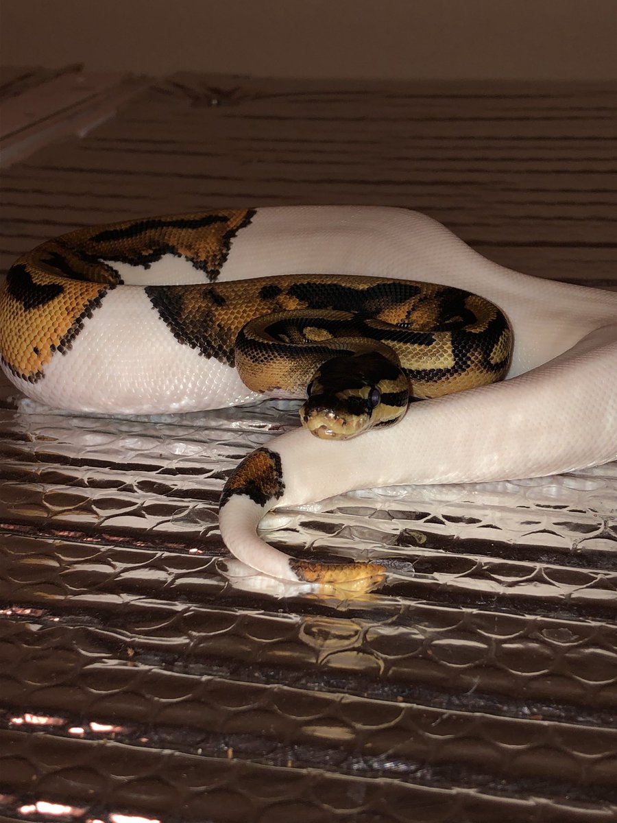 ReptilePunch's tweet photo. She is something else!! https://t.co/1nm9jUIvRT