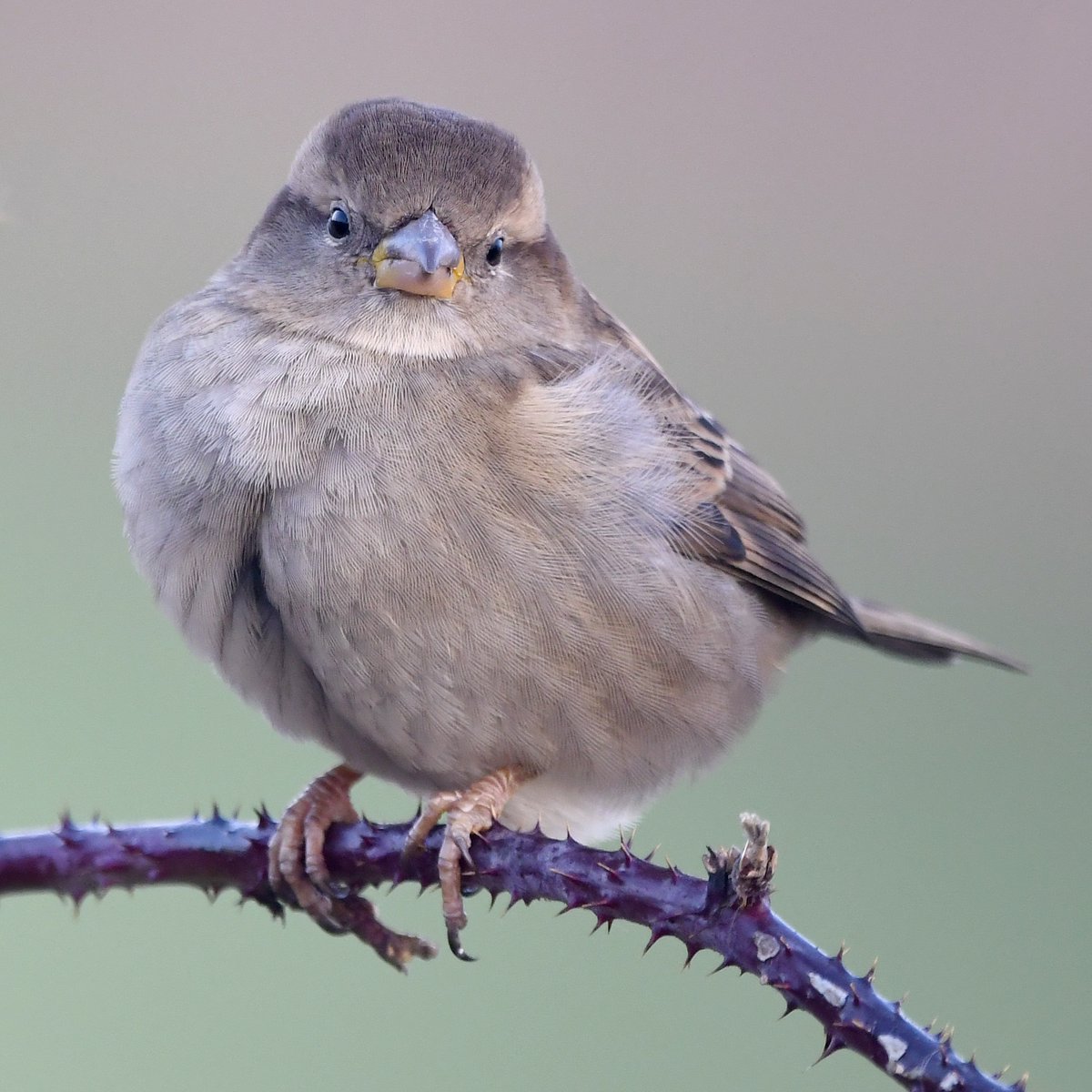 6. House Sparrow (Female)  #BigGardenBirdWatch