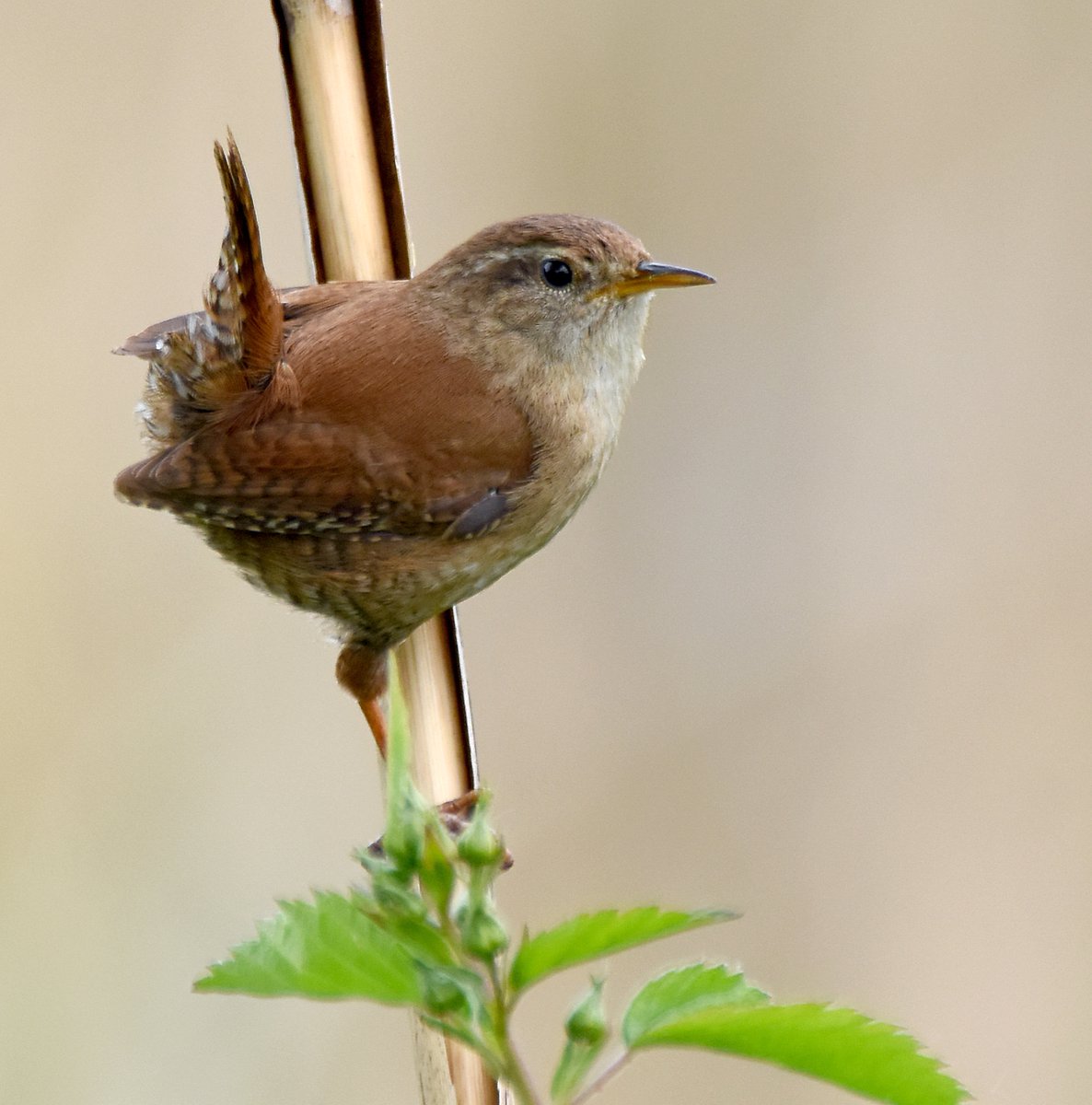 7. Wren  #BigGardenBirdWatch