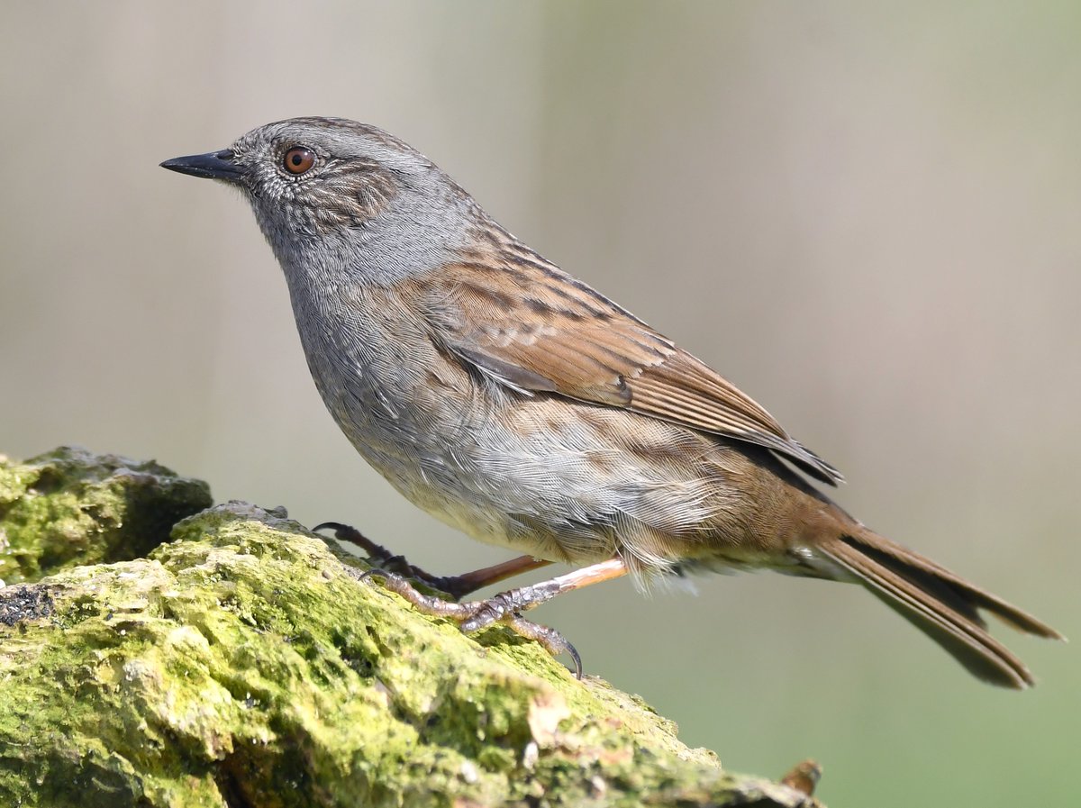 8. Dunnock  #BigGardenBirdWatch