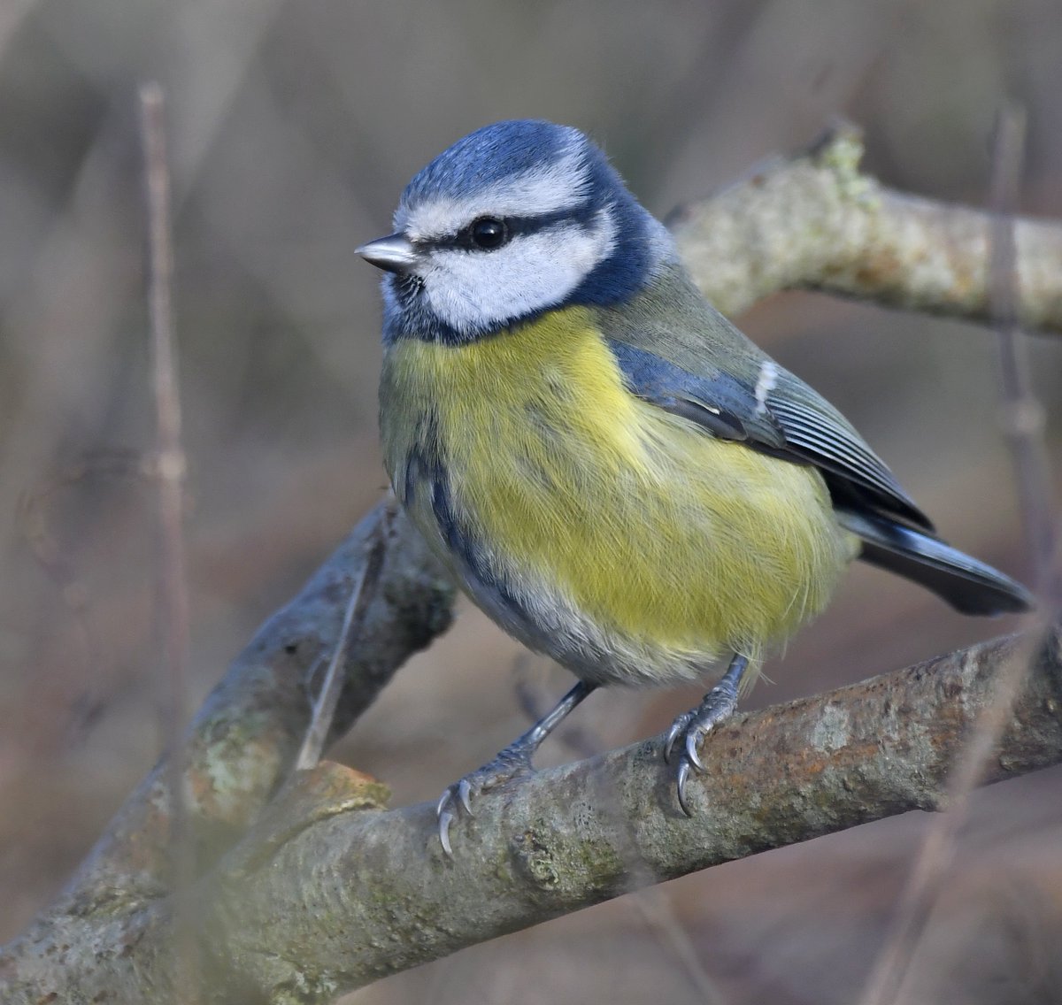 9. Blue Tit  #BigGardenBirdWatch