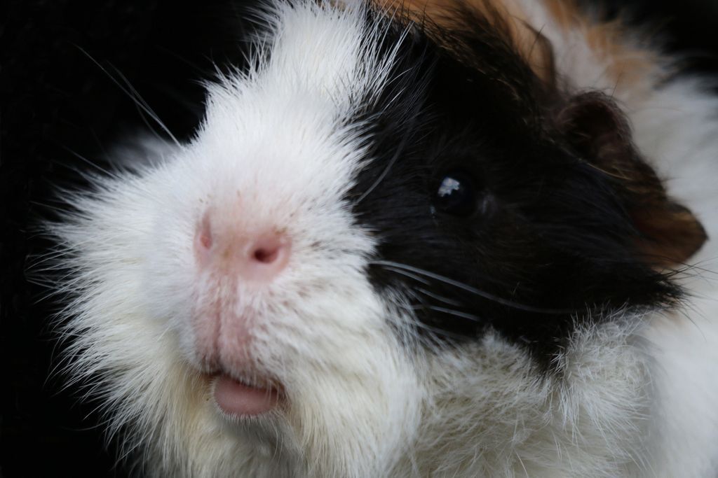 DeMannies's tweet photo. What do you think Sam is thinking about? Food, cuddles? Share your ideas๐
#guineapig #animal #pet #cute #cavy #nature #foodie #funanimal https://t.co/BnYPoghZuH