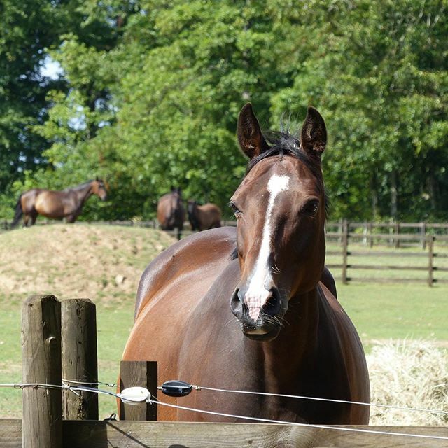 faside_stud's tweet photo. Roulette is expecting a Furstenlook foal in mid June 2020 #fürstenlook #furstenball #dressagefoal #foals2020 https://t.co/T1FDgYSJYR