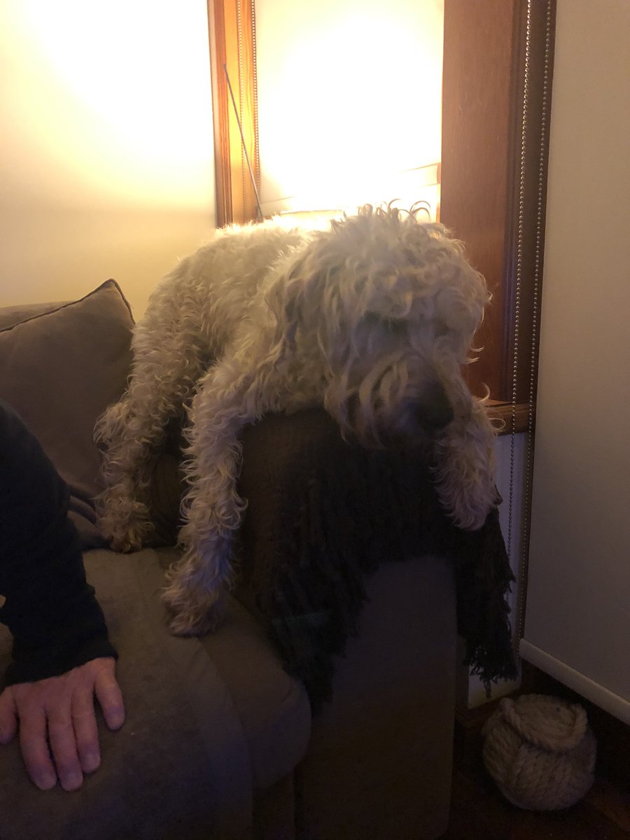 kate2clark's tweet photo. Arm rests for sale ...designed in the image of your doggie! Machine washable 😜 #wheatenterrier #norighter https://t.co/qnkyT1E6lL