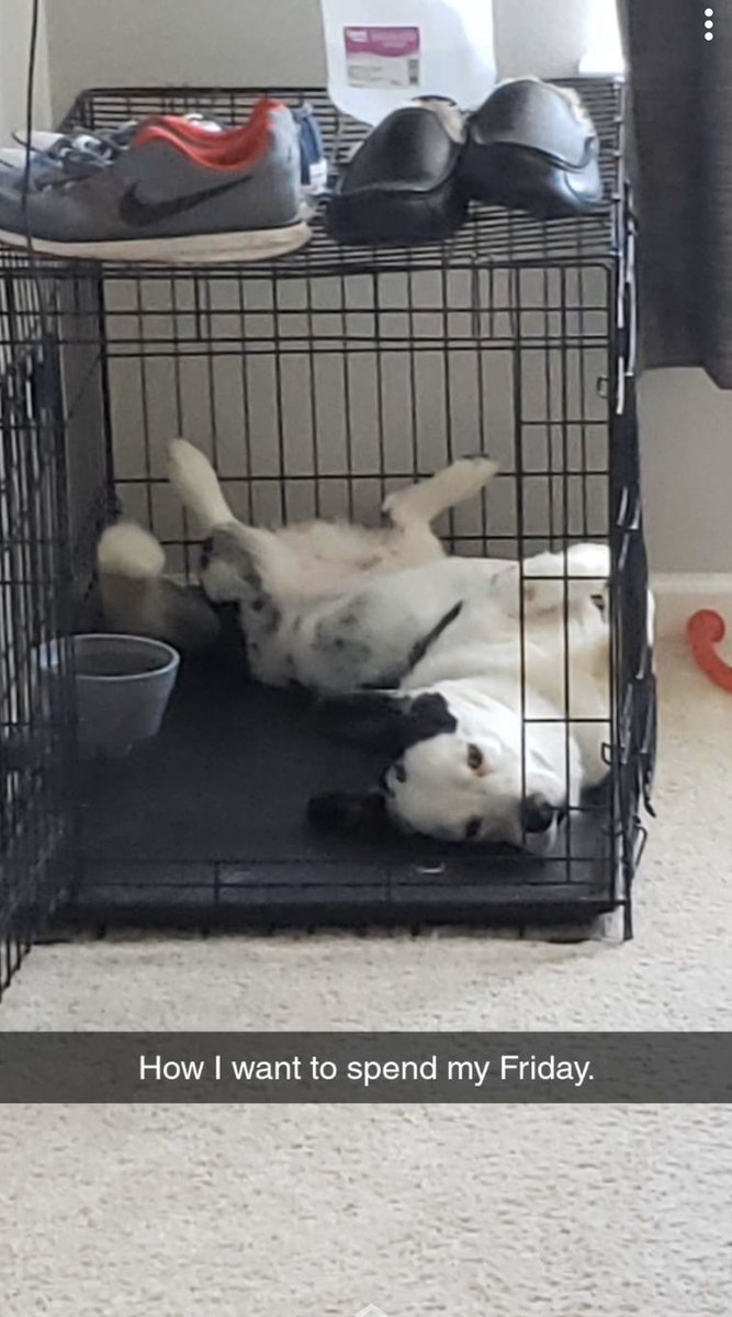 This is the life!!!!! #cardigan #corgi