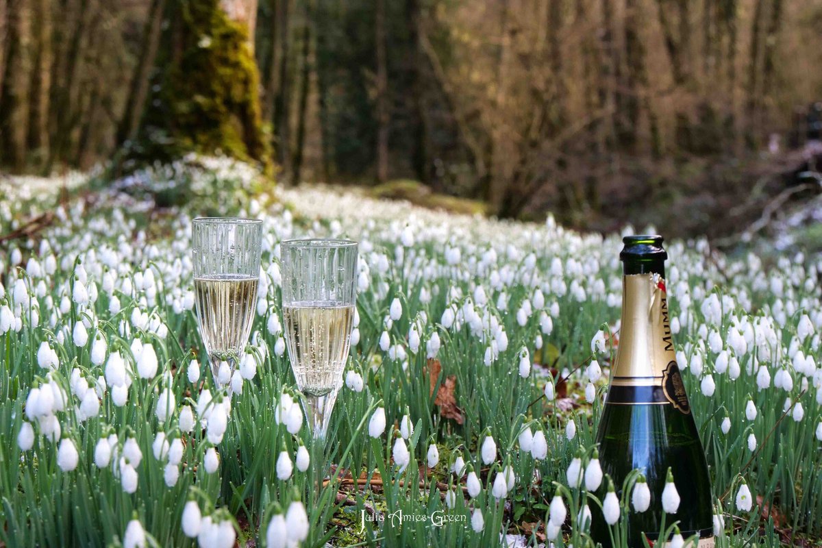 #Snowdrop Valley on #Exmoor will be open from tomorrow 25/01/2020 until 23/02/2020 so why not come and have a day out at Wheddon Cross and enjoy a half day on an #Exmoor #Wildlife #Safari have lunch in the village, then go and enjoy the beautiful Snowdrops. All on the same day!