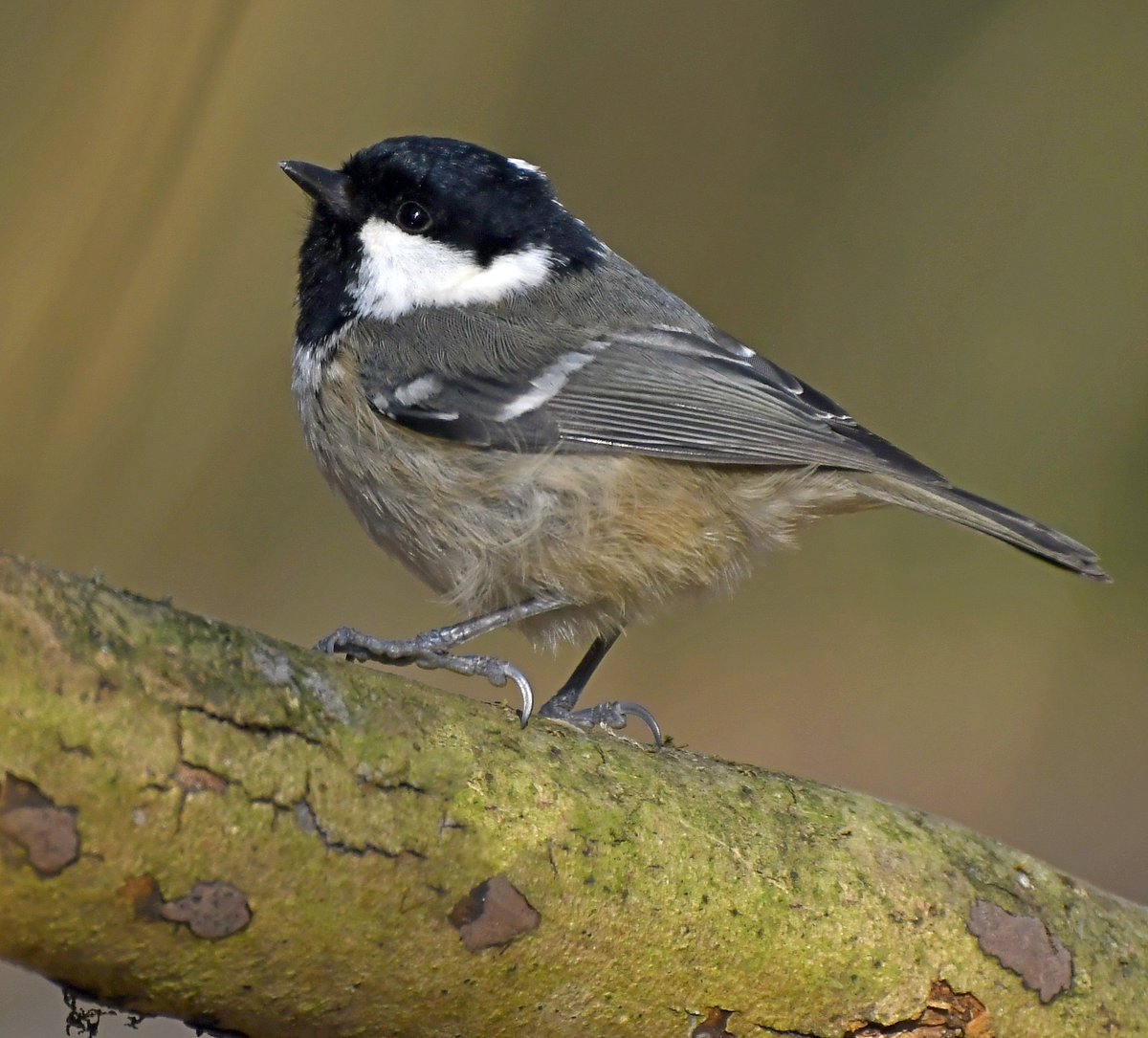 11. Coal Tit  #BigGardenBirdWatch