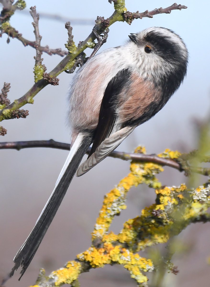 12. Long Tailed Tit  #BigGardenBirdWatch