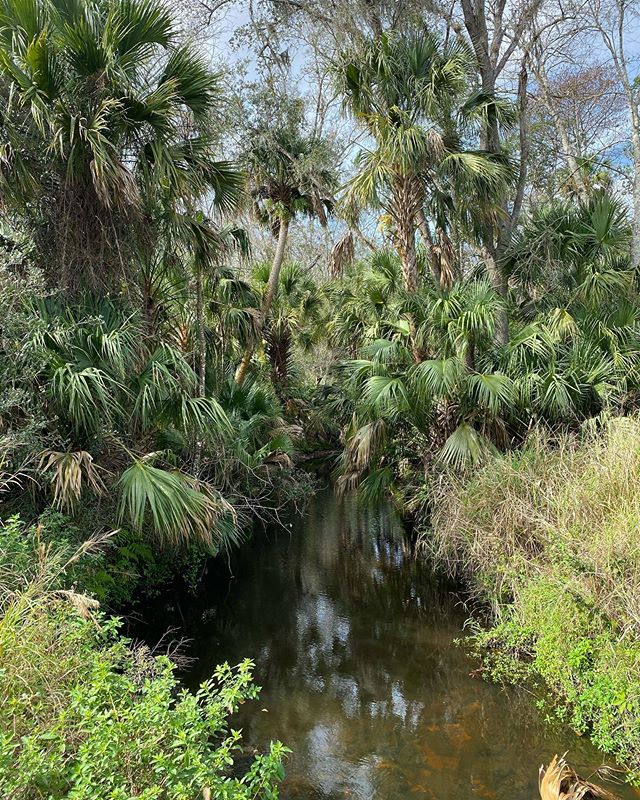 Jodicab22's tweet photo. Back on my bullshit, as they say. #lunchwalks #crossseminoletrail #funeralformyfat 🌿🌴

📸 https://t.co/9QFHcedJLM via https://t.co/5ttQiDWlXB https://t.co/XzSGKiUw2N