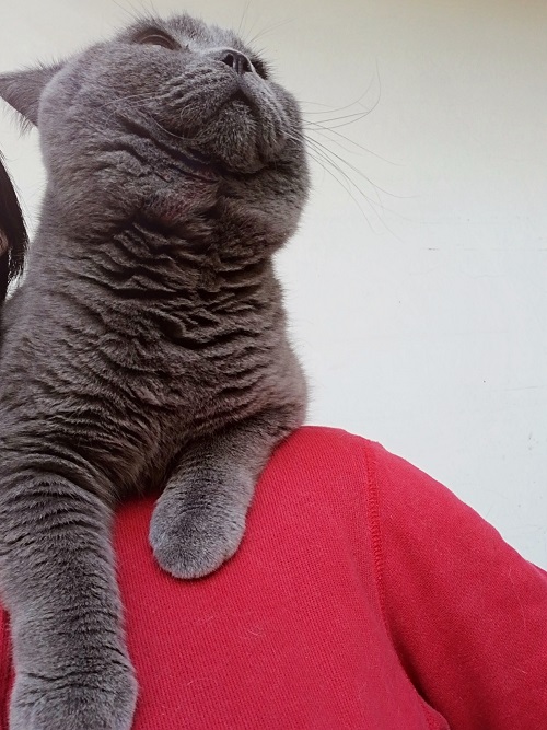 CAHAPPYCAT's tweet photo. 販売中の仔猫紹介⑨☆彡

#ブリティッシュショートヘア　（ブルー）の男の子♂

⑨～⑪で3兄弟をご紹介します！

こちらの子は以前は肩に乗ってきてくれていたのですが、最近は乗ってくれません。ちょっと寂しい。

詳細はこちらから ⇊｜みんなの子猫ブリーダー
https://t.co/30RDn0EGUz

#猫　#仔猫 https://t.co/D72LKf1ULi