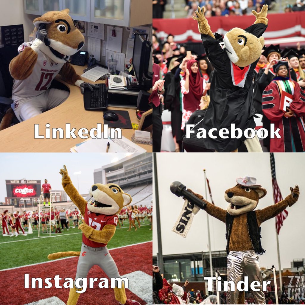 Four images of Butch T Cougar, WSU Mascot.