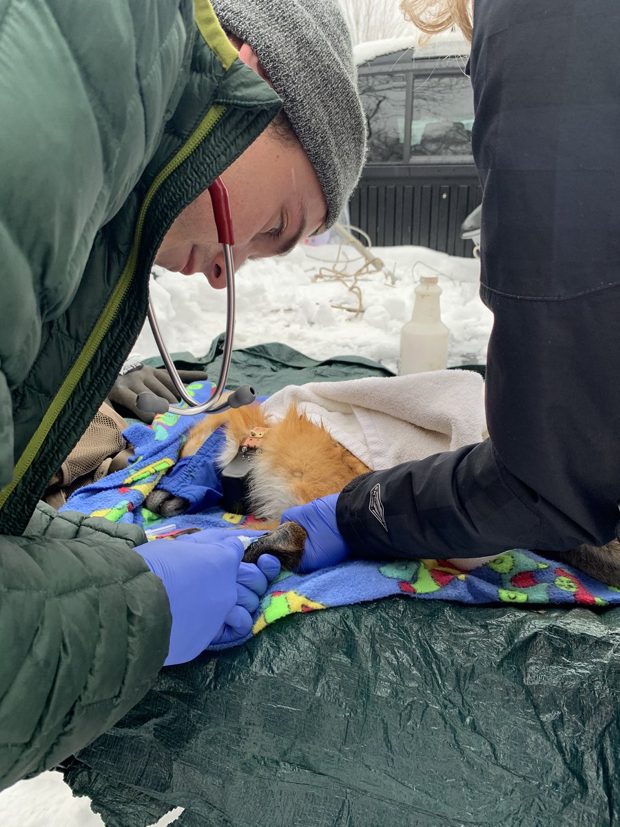 UW UrbanCanidProject tweet media