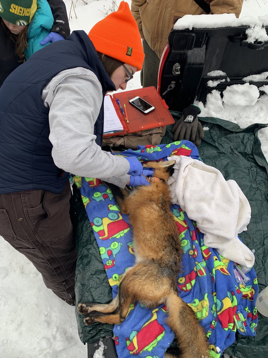 UW UrbanCanidProject tweet media