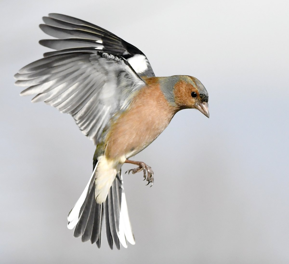 13. Chaffinch (Male)  #BigGardenBirdWatch
