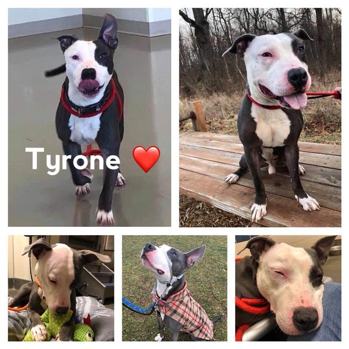snarrrlie's tweet photo. 🆘🆘🆘EXTREME EMERGENCY🆘🆘🆘
This is a SPECIAL #EMERGENCYPOST bc the shelter has only given #TYRONE 24 hours to get out alive.😭
🆘#PLEDGE #RESCUE #FOSTER #NOKILL #24HOURStoLIVE🆘
https://t.co/ABCxZNqivB…
FCDS
🆘🆘🆘Columbus, OH🆘🆘🆘 https://t.co/UenCw2EUXG