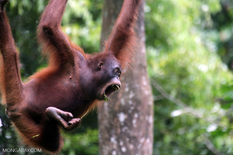 mongabay's tweet photo. Indonesia forest fires push orangutans into starvation mode, study finds: https://t.co/eYZCEwBi4F https://t.co/XRimVgYArz