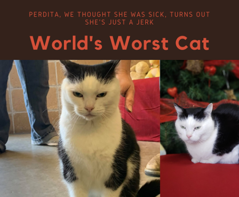 1003TheBear's tweet photo. Adoption Post Goes Viral For 'World's Worst Cat'

https://t.co/EJ4HGVojpg

#worldsworstcat #animalrescue #honestad https://t.co/mW5gqEF4Cj