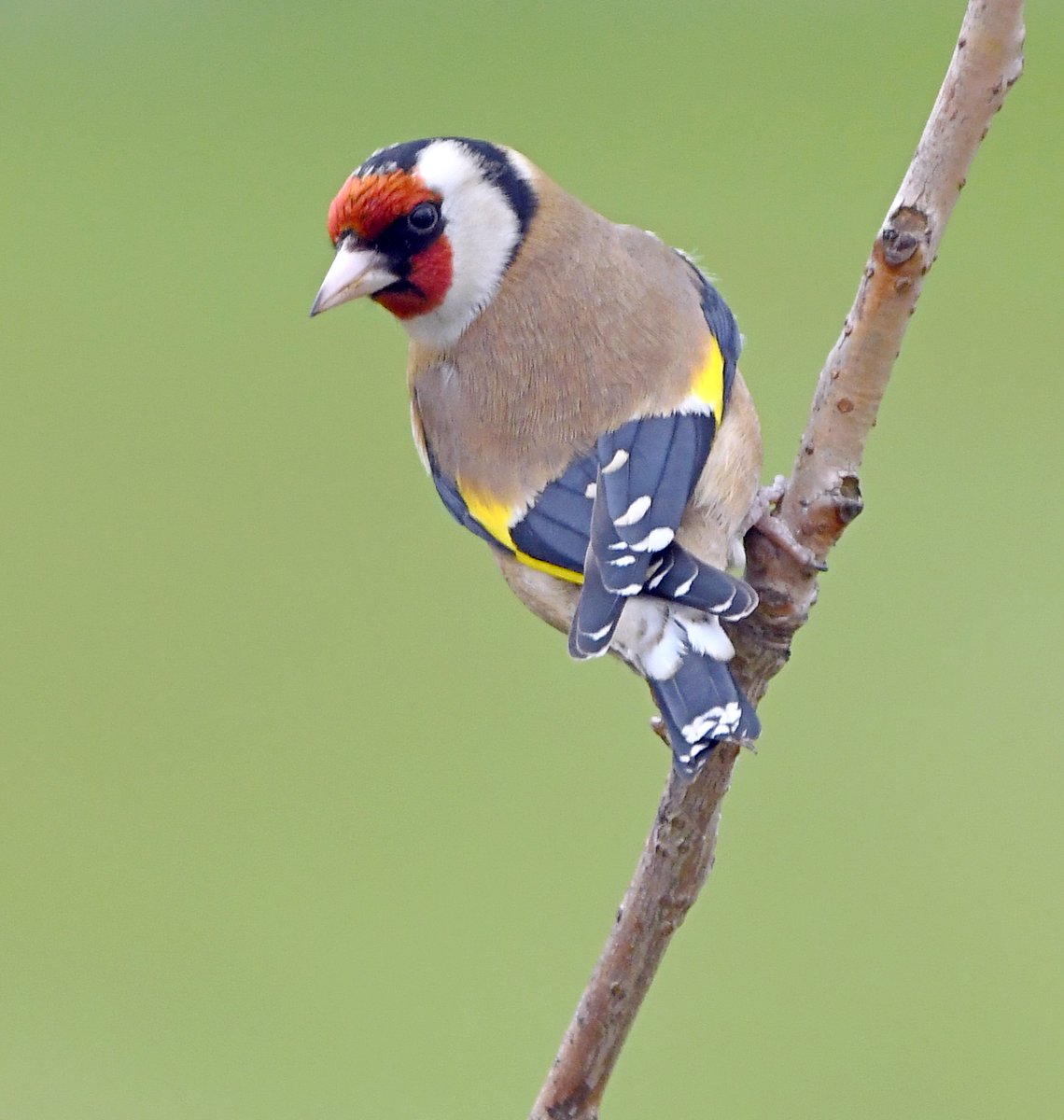15. Goldfinch  #BigGardenBirdWatch