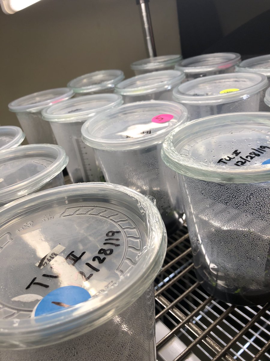MiamiSunsetDIG's tweet photo. This was last week before we deflasked our little “babies” Now they are in their new homes and growing fine so far! @FairchdChallnge @millionorchid #millionorchidchallenge #MSSHmillionorchid https://t.co/HVrGXZGdWN