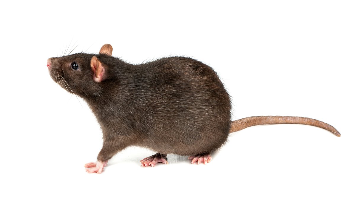 ransfordpest's tweet photo. Norway #rats are often referred to as sewer rats, and they’ve likely been here as long as American colonists have. How do you know if you’re infested and what should you do if you are? Find answers here. https://t.co/ucGtED6YtY  #pestcontrol #shrewsbury https://t.co/SdCj5sfMtU