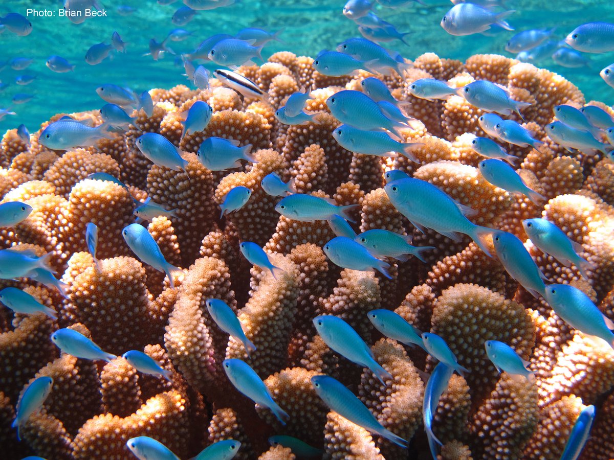A school of small blue fish called chromis swim over top of a coral in the Polynesian sea.