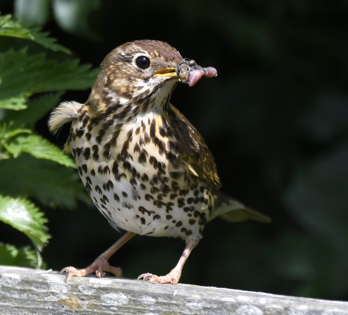 20. Song Thrush  #BigGardenBirdWatch