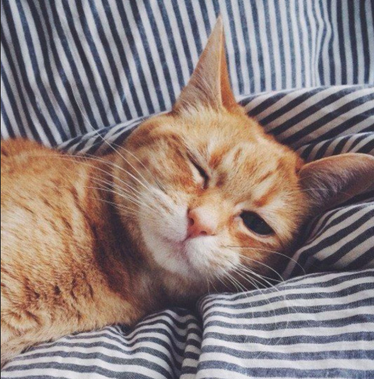 catsscrapers,,, (@catsscrapers) on Twitter photo 