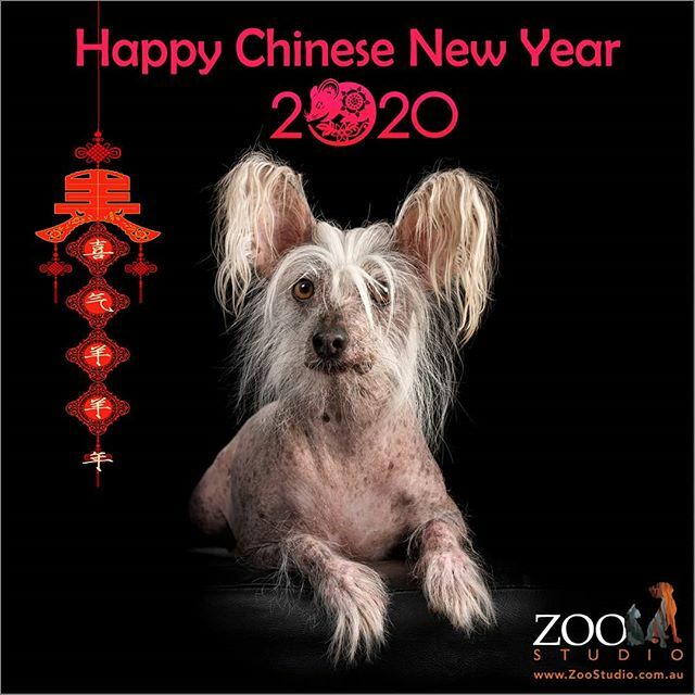 ZooStudioPhotos's tweet photo. 'Happy Chinese New Year!' #zoostudiophotos #petphotography #professionalpetphotography #dog #dogs #dogstagram #dogoftheday #doglovers #dogsofinstagram #chinesecresteddog #chinesecresteddogs #chinesecresteddoglovers #chinesecresteddogsofinstagram #newyear #happynewyear #chine… https://t.co/mqKibmhxaI