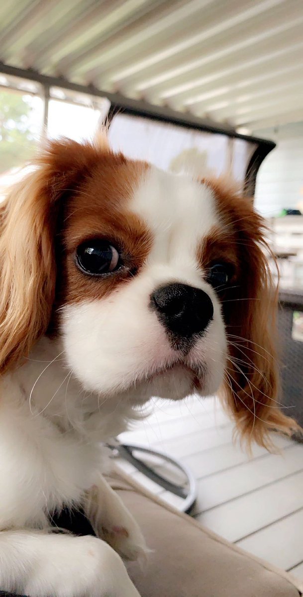 _gracegodwin_'s tweet photo. Can I please just have a thread of people’s dogs... here’s Jack https://t.co/pmkDqUTwIx