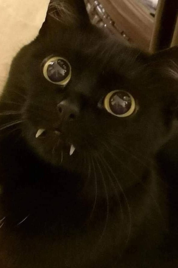 CatsHiddleston's tweet photo. ๐ป #TomHiddleston #CatHiddles #HiddlesCat #HiddlesKitty https://t.co/ask9TOntgi