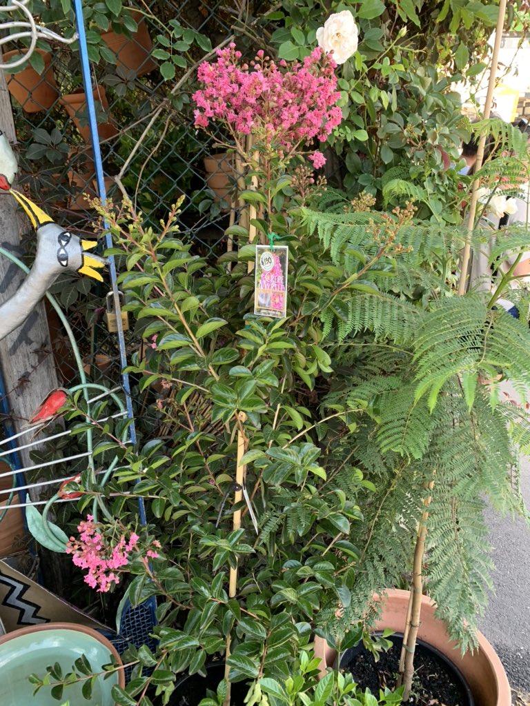 Alvaritodiaz's tweet photo. @MaximumCortez tell your parents that Creppe Myrtles are still for sale . They may have to travel to Melbourne Australia. https://t.co/ru6QSicgds